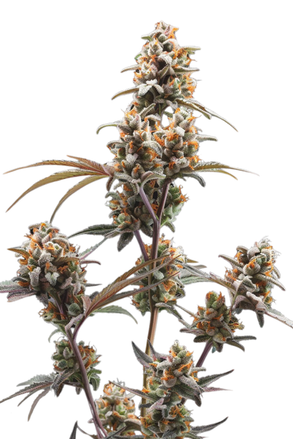 Auto Gelato 33