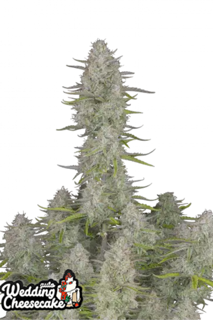 Wedding Cheesecake Auto - 420GEEKS