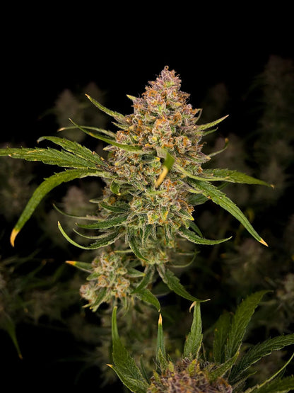 Guava Auto - 420GEEKS