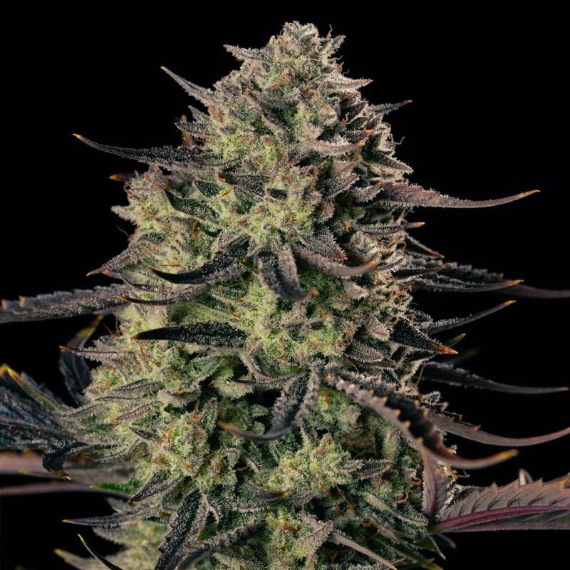 Alien Gas XXL AUTO