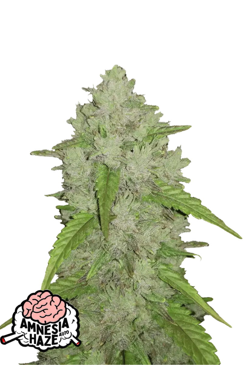 Original Amnesia Haze Auto - 420GEEKS
