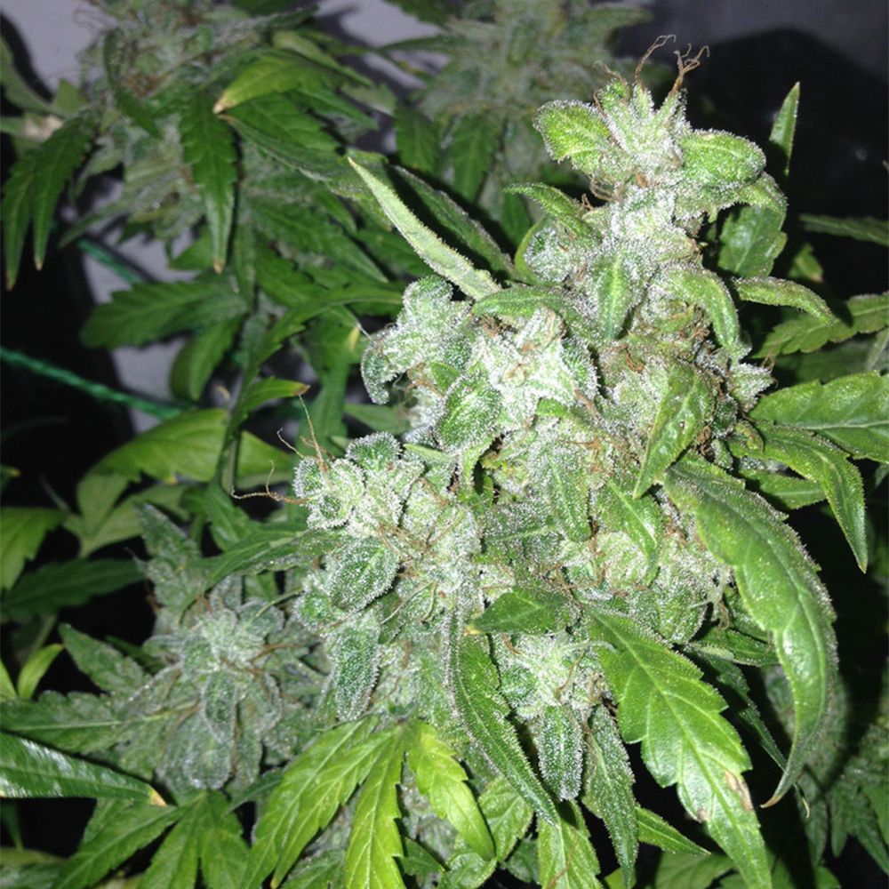 Auto Lemon Bubble - 420GEEKS