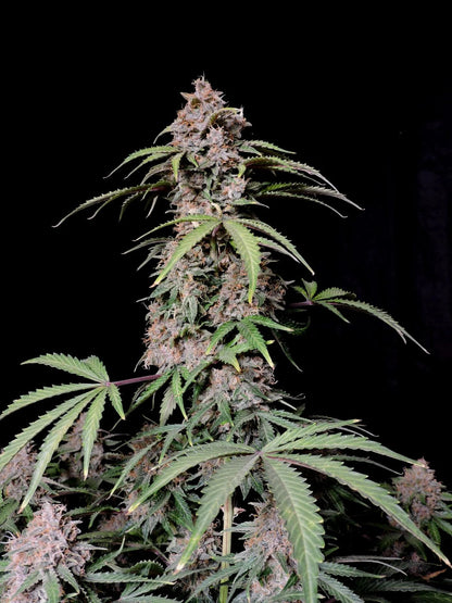 Amnesia Zkittlez Auto - 420GEEKS