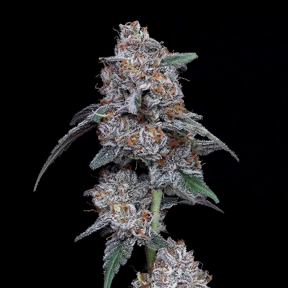 Auto The Big Mac - 420GEEKS