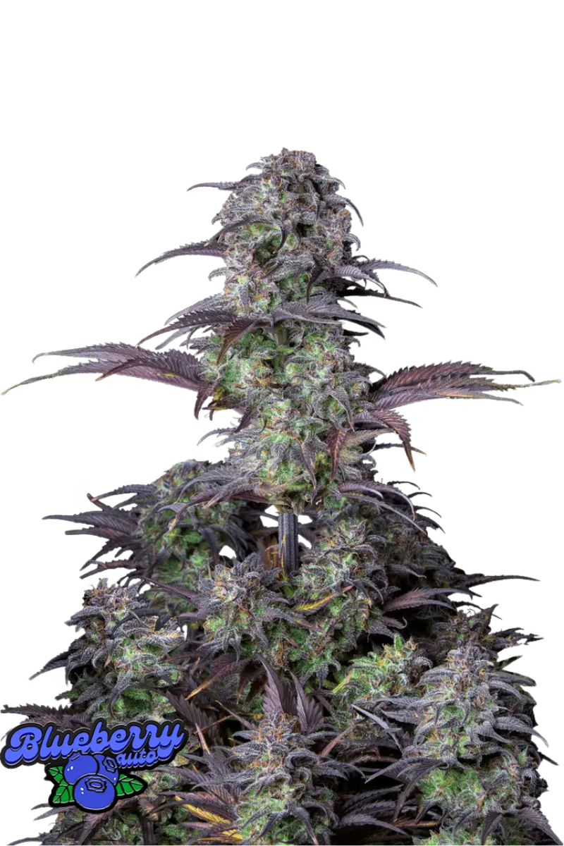 Original Blueberry Auto - 420GEEKS