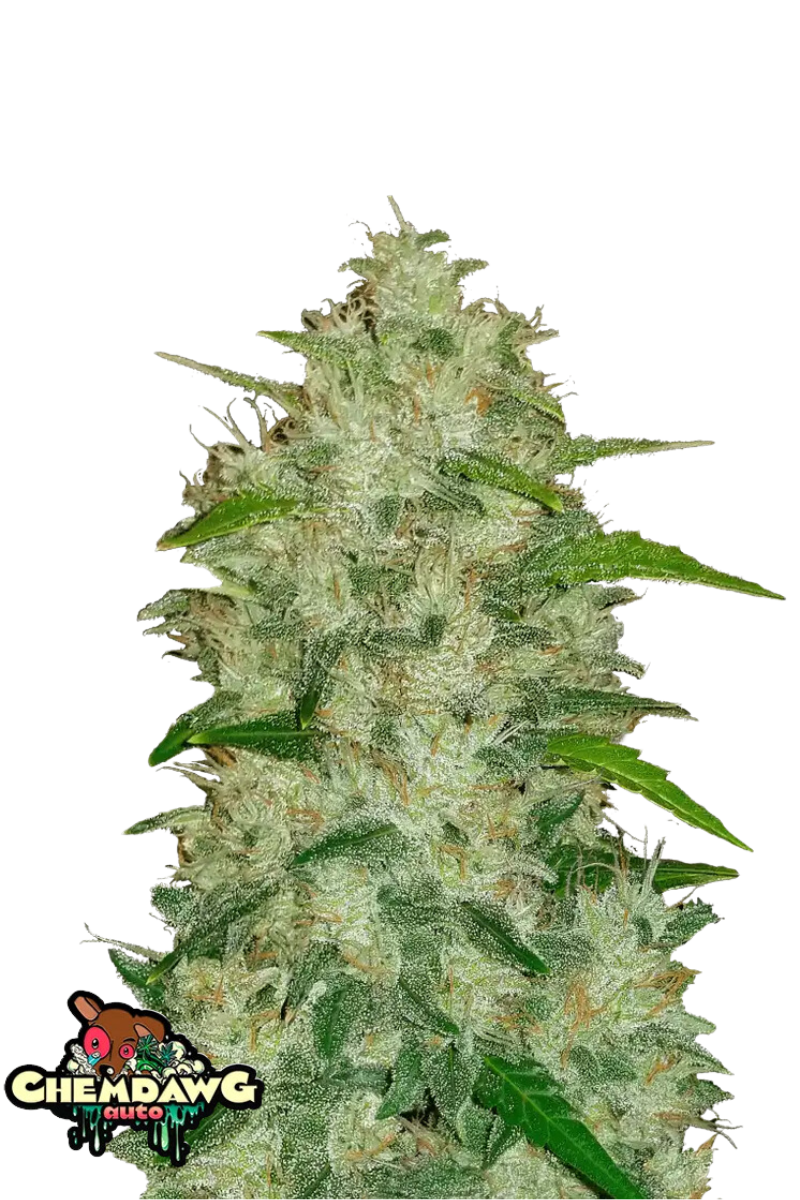 Original Chemdawg - 420GEEKS