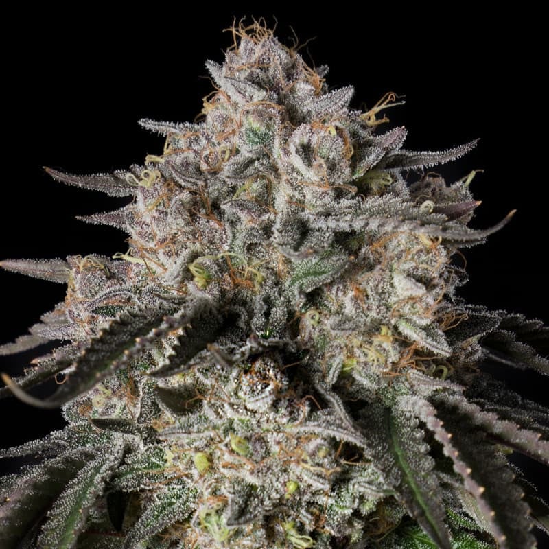 Cherry Essence - 420GEEKS