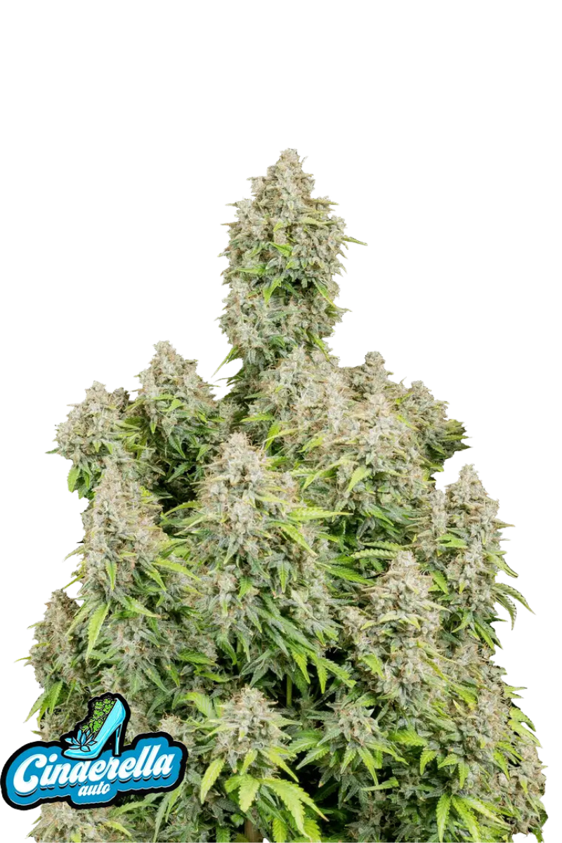 Original Cinderella Auto - 420GEEKS