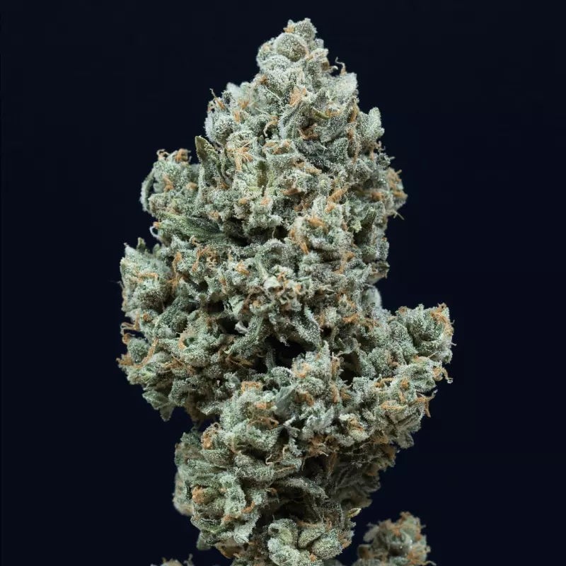 Critical + 2.0 AUTO - 420GEEKS