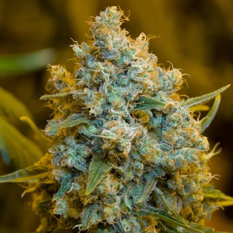 Critical Jack - 420GEEKS