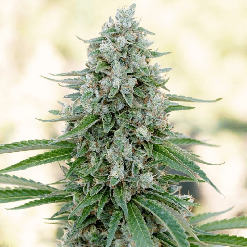 Critical Mango - 420GEEKS