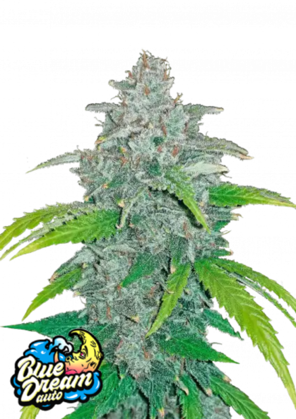 Blue Dream Auto - 420GEEKS