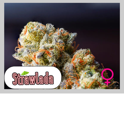 STRAWLADA - 420GEEKS