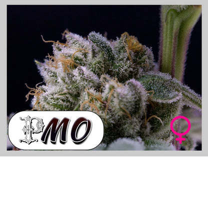 PMO - 420GEEKS
