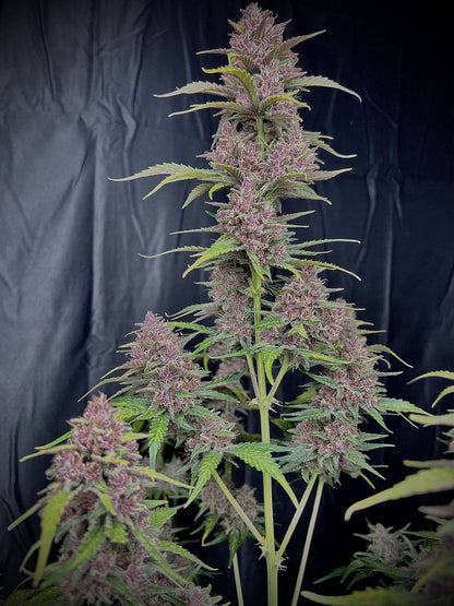 Banana Purple Punch Auto - 420GEEKS