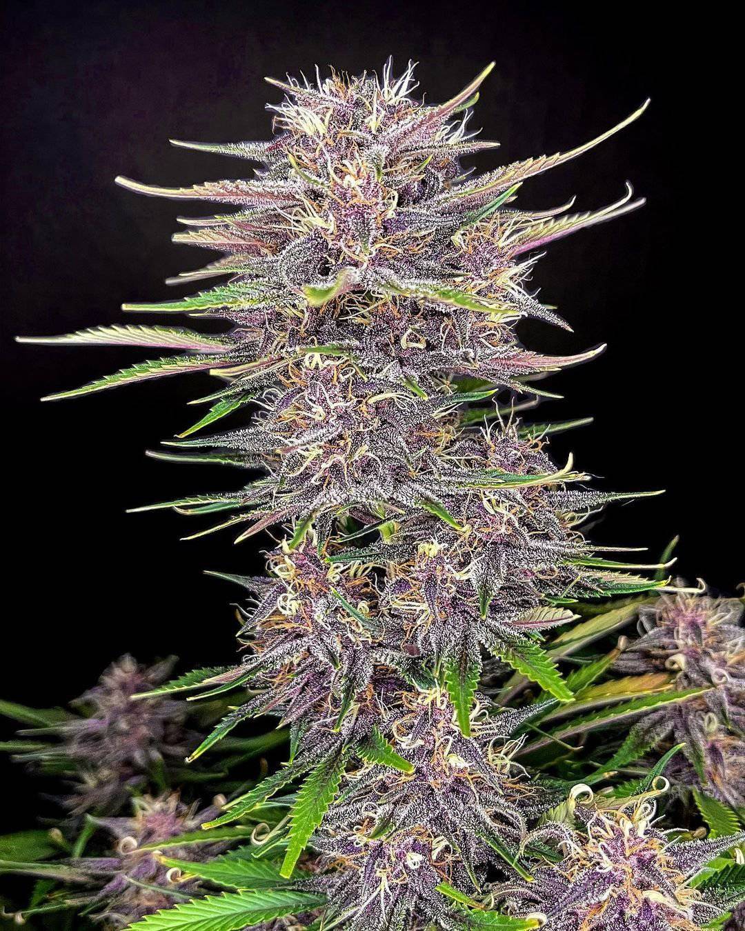 Banana Purple Punch Auto - 420GEEKS