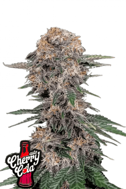 Cherry Cola Auto - 420GEEKS
