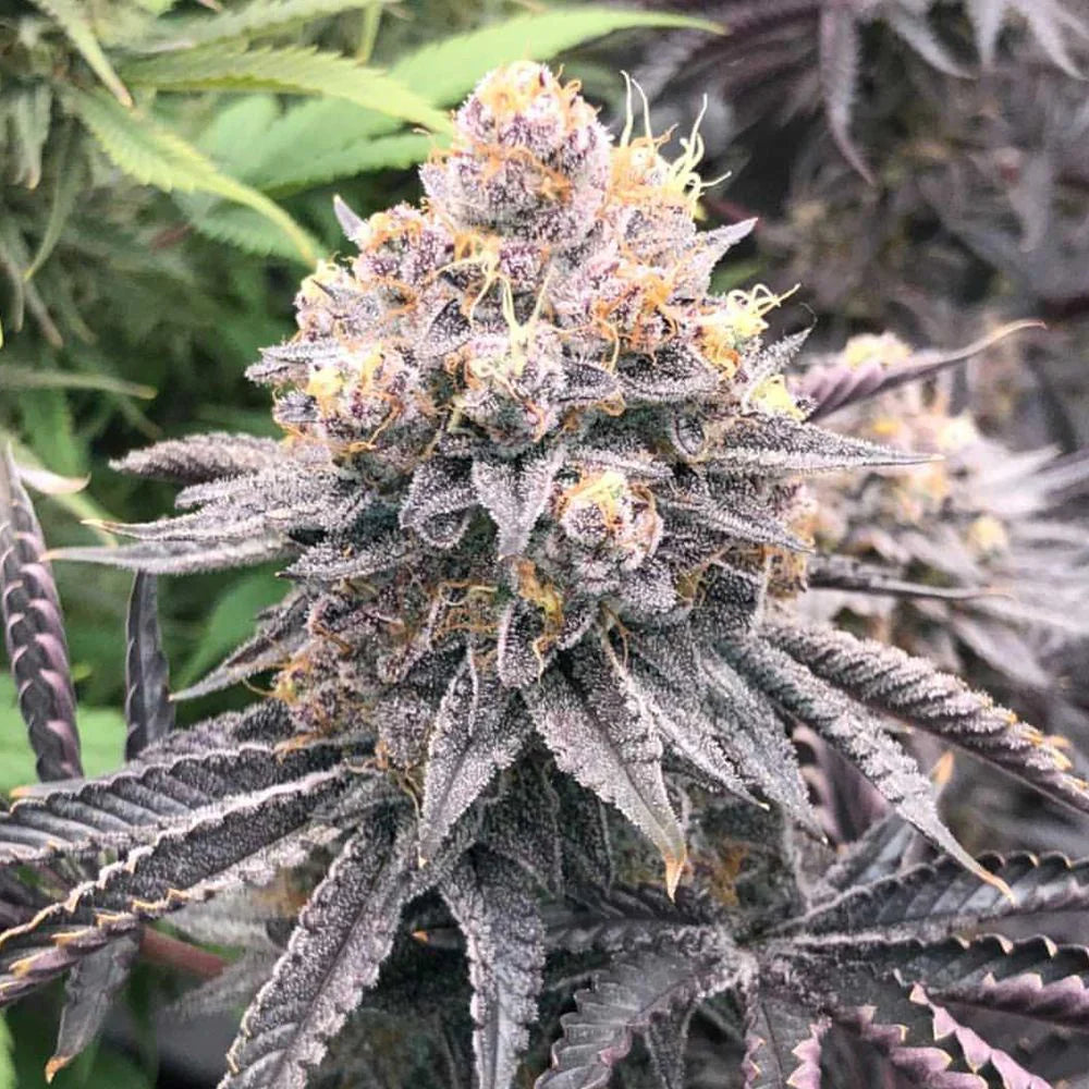 Fritter Delight - 420GEEKS