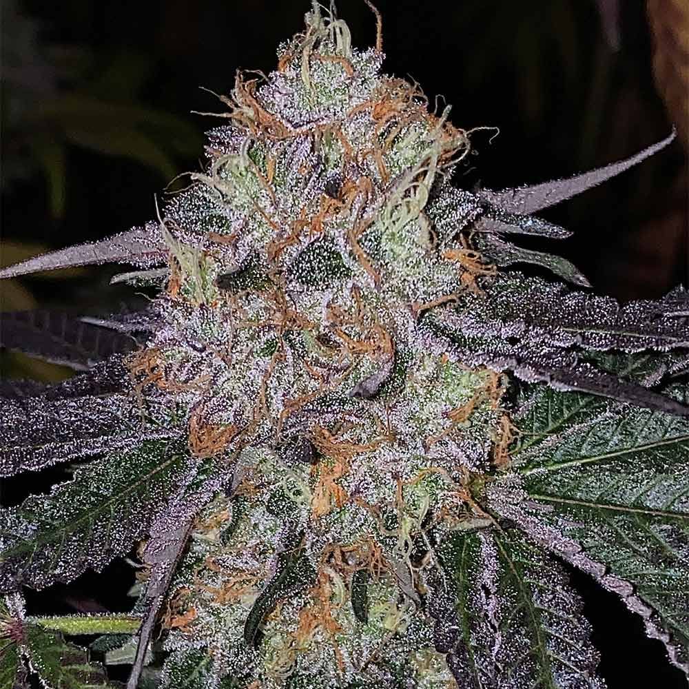 Fruit Drops - 420GEEKS