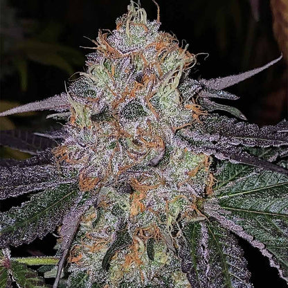 Fruit Drops - 420GEEKS
