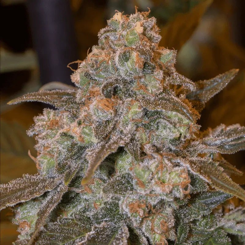 Gorilla Frost - 420GEEKS
