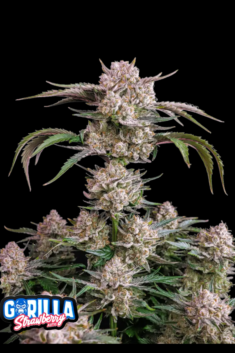 Strawberry Gorilla Auto - 420GEEKS