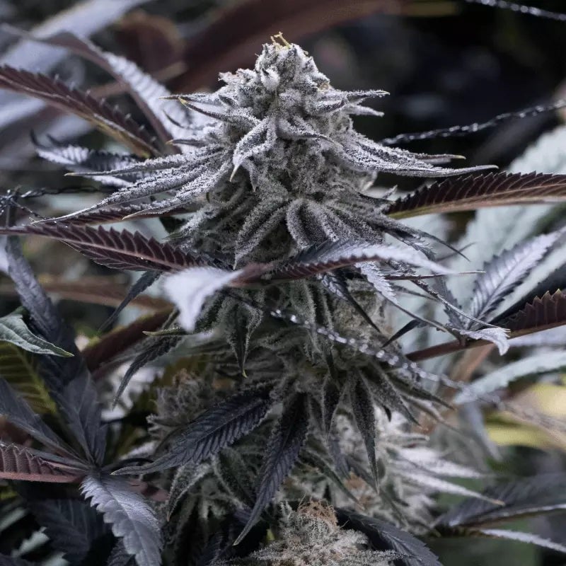Grape Juice - 420GEEKS