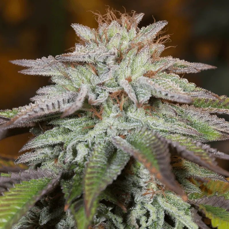 L.A. Vanilla Cake AUTO - 420GEEKS
