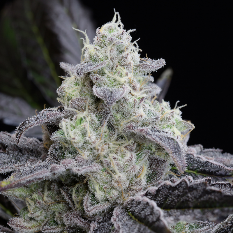 L.A. Vanilla Cake - 420GEEKS