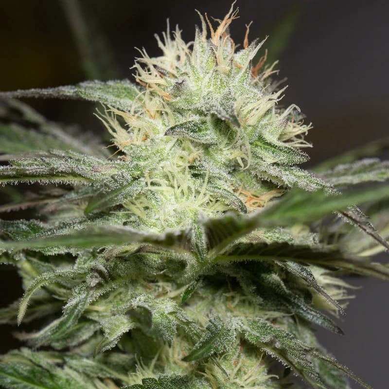 Lemon Sorbet - 420GEEKS