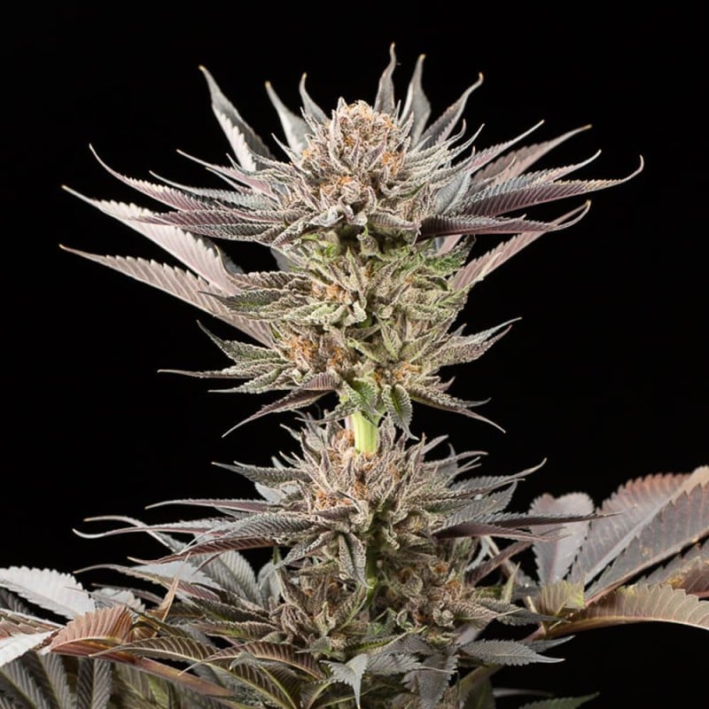 Lemon Tree 2.0 - 420GEEKS