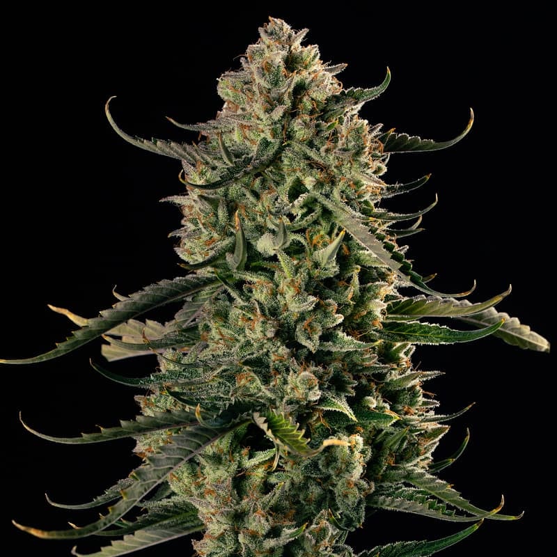 MAC Dawg XXL AUTO - 420GEEKS