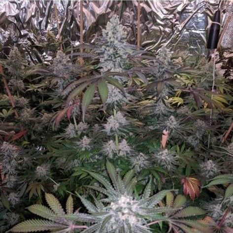 Melonaid Z‘s - 420GEEKS