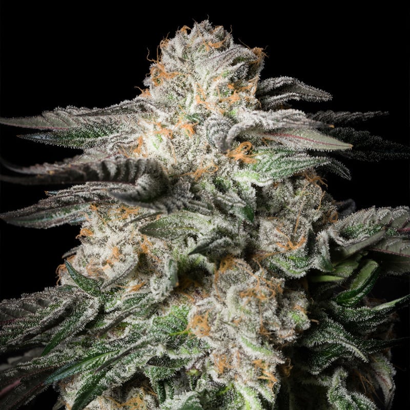 Mint Candy - 420GEEKS