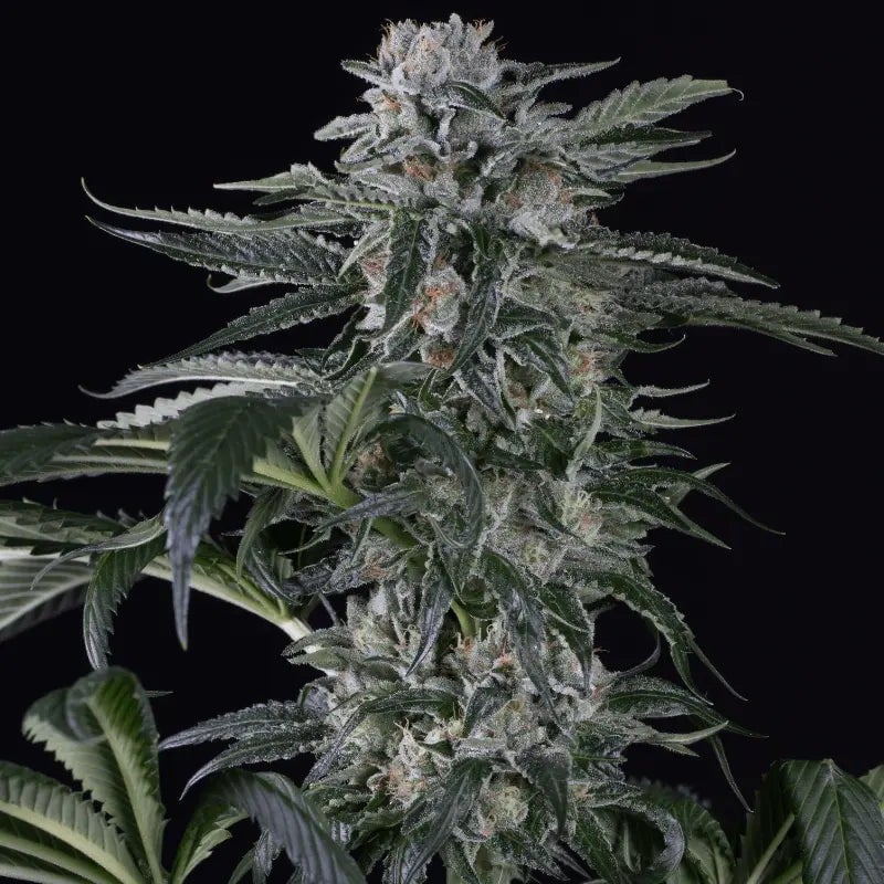 Moby Dick AUTO - 420GEEKS