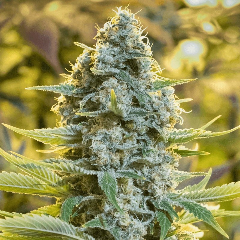 Moby Dick - 420GEEKS
