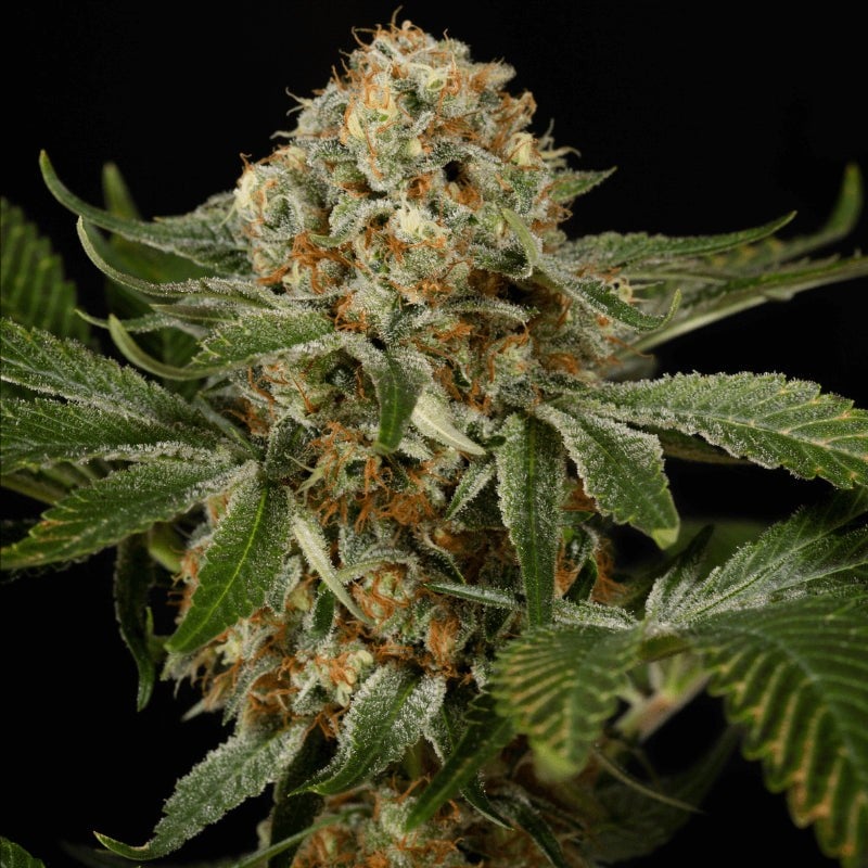 OG Kush - 420GEEKS