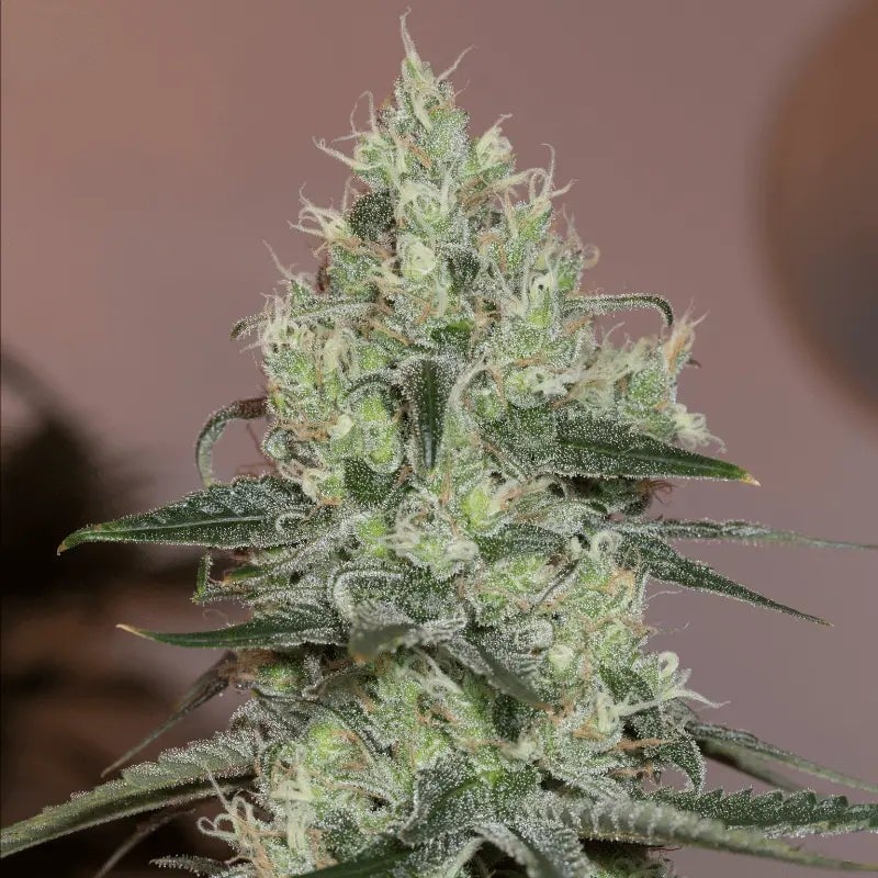 Original Amnesia - 420GEEKS