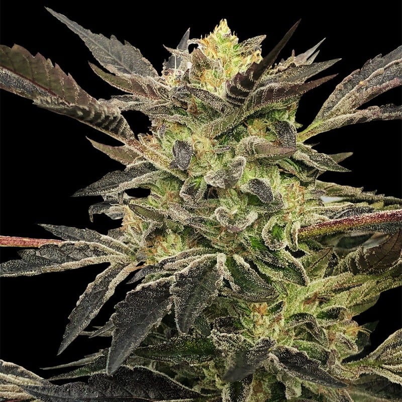 Pink Sunset AUTO - 420GEEKS