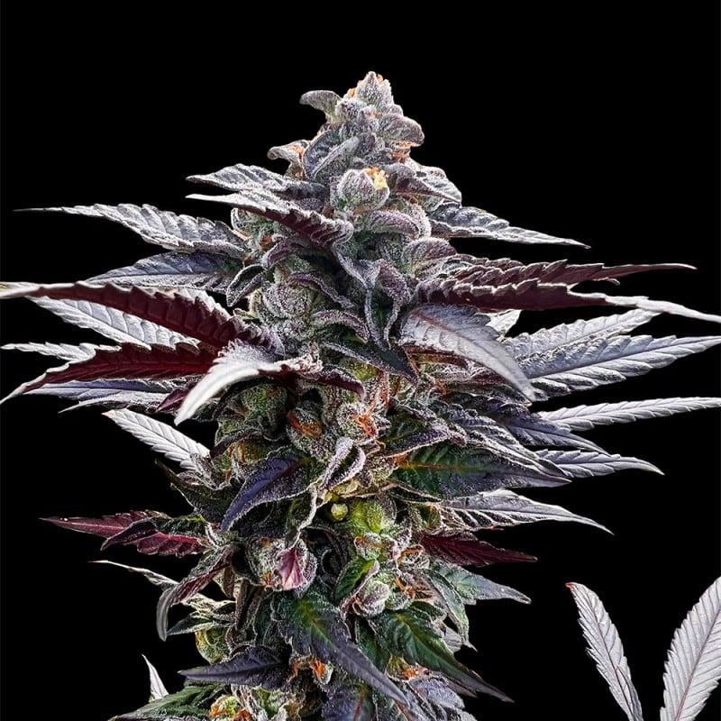 Pink Sunset - 420GEEKS