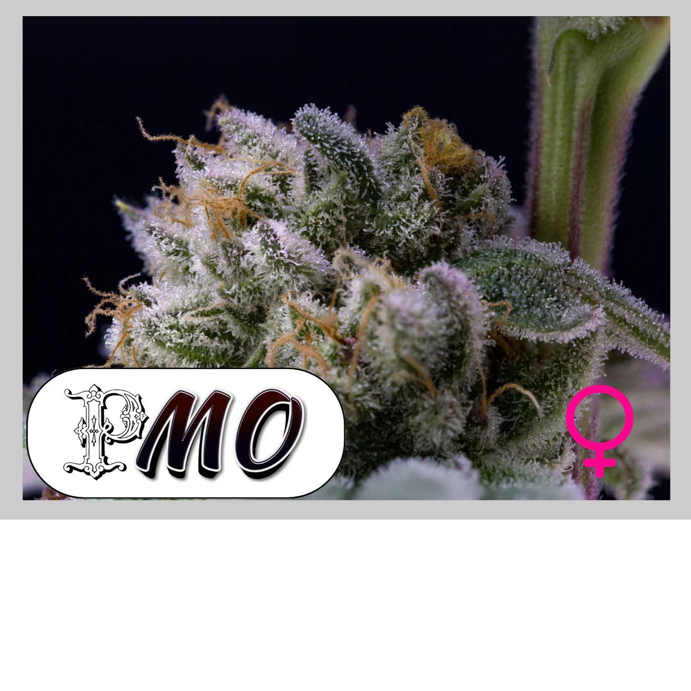 PMO - 420GEEKS