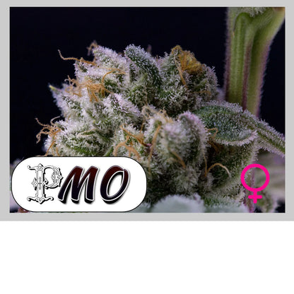 PMO - 420GEEKS