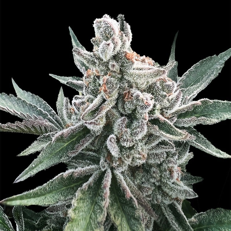 Polar Gelato AUTO - 420GEEKS