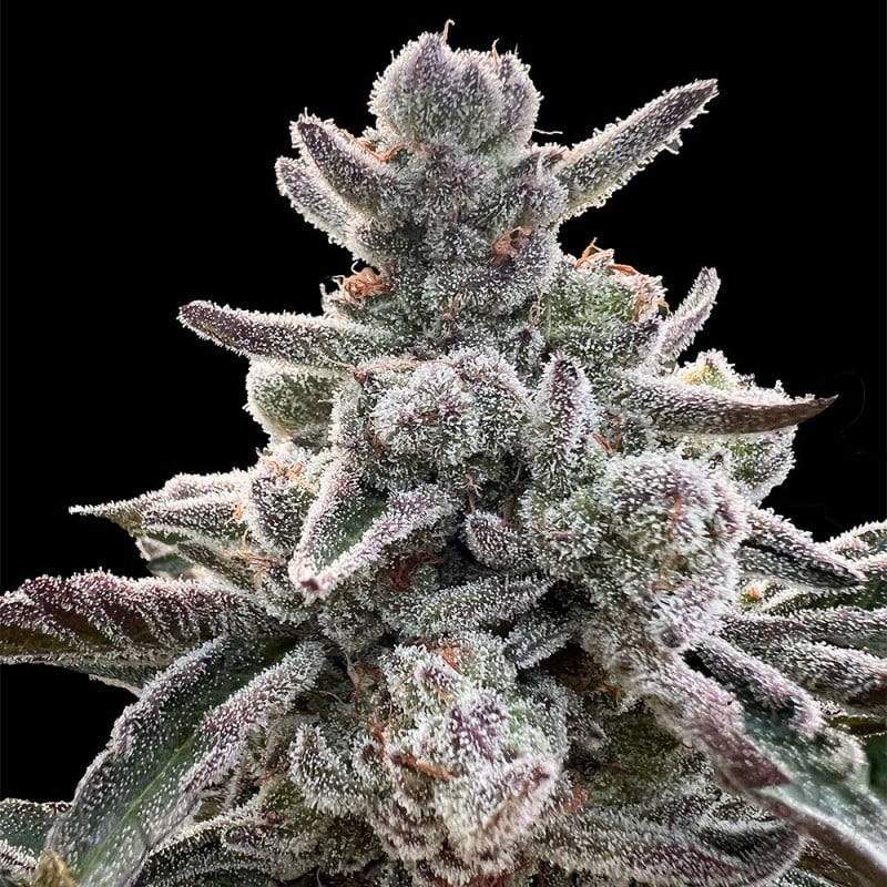 Polar Gelato - 420GEEKS