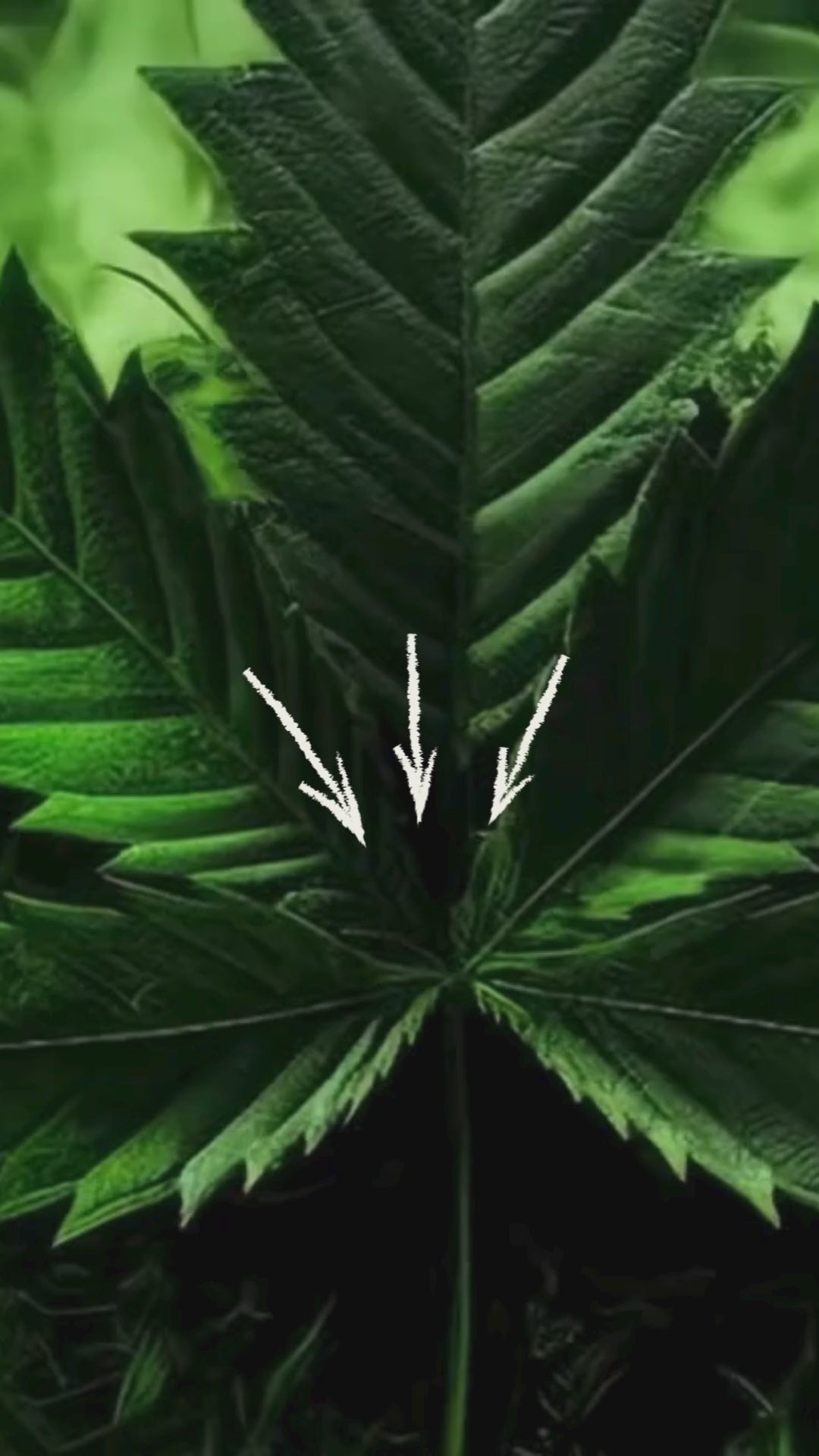 Load video: rising green smoke
