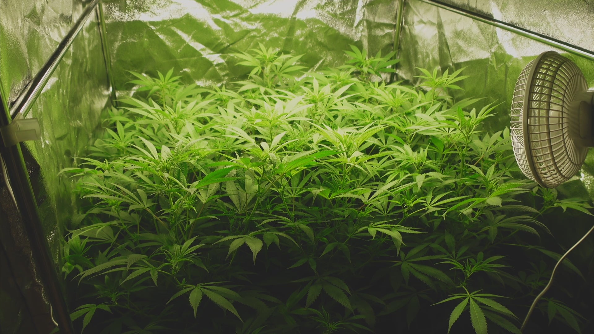 Video laden: zeigt den Wuchs von Marihuana Pflanzen