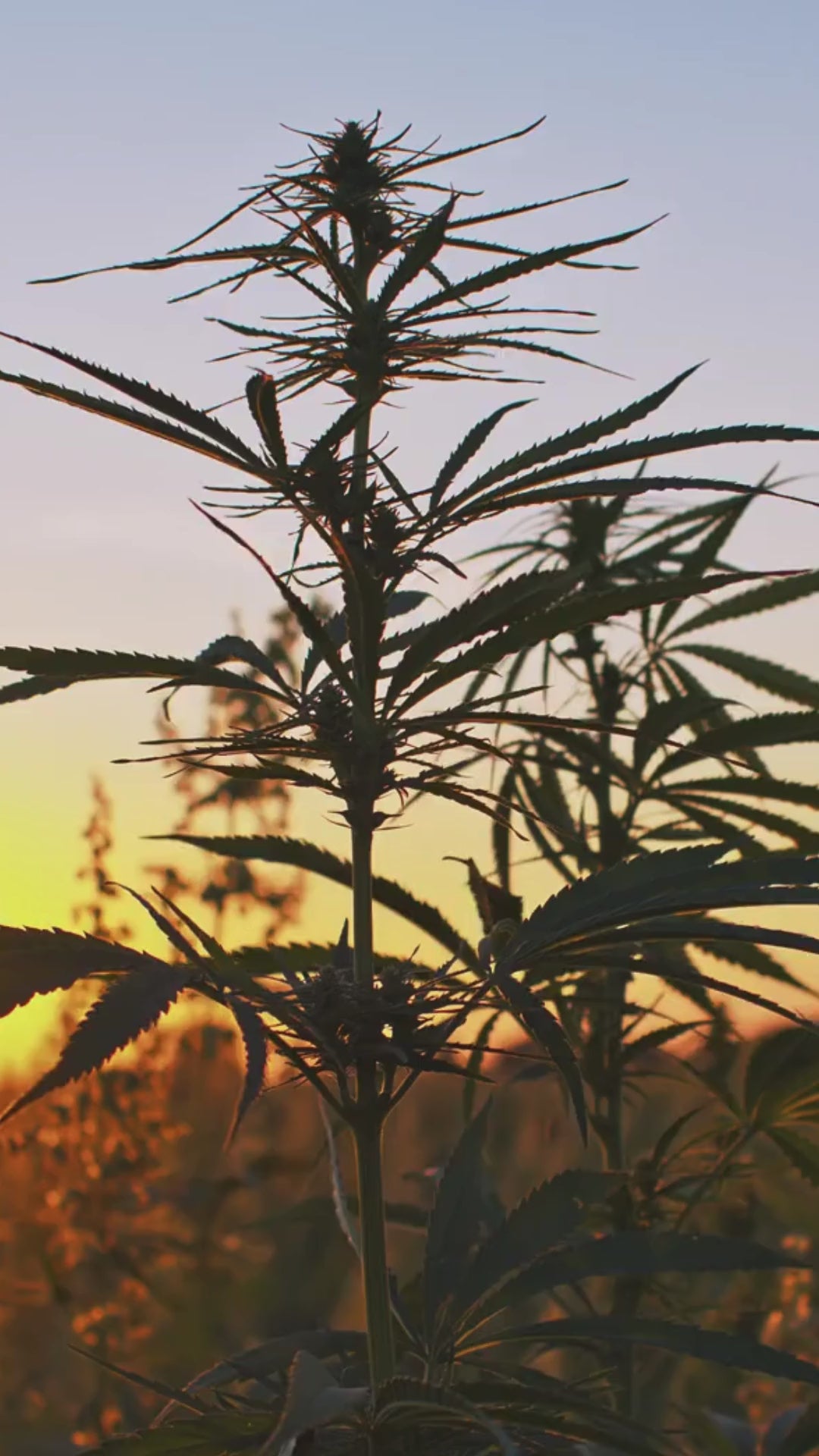 Load video: rising green smoke