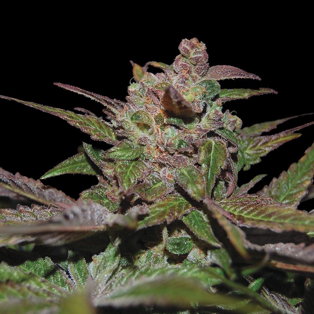 Auto Purple Wreck - 420GEEKS