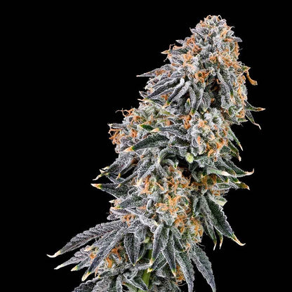 Rainbow Fuel + Pink Honey (Promo)