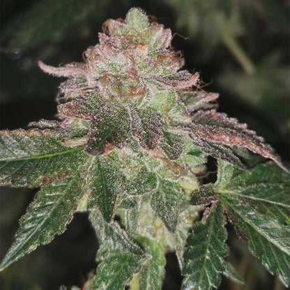 Runtzosa - 420GEEKS